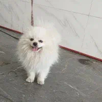 پاور خرسی عروسکی سایز کوچک
