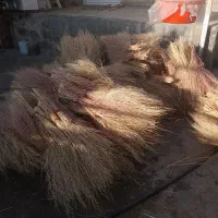 ۳۰۰ عددجاور خوب نو|لوازم نظافت|بیلوار, |دیوار