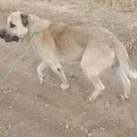 سگ سراب گوسفندی