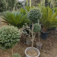 مورت چند کله وتک کله ، لیگستروم و یاس هلندی پیوندی|گل و گیاه طبیعی|محمودآباد, |دیوار