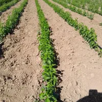 نهال بادام سنگی محلی