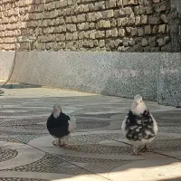 طوق ابی و هفترنگ