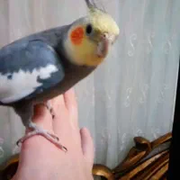 عروس زیبا دستی سخنگو با قفس