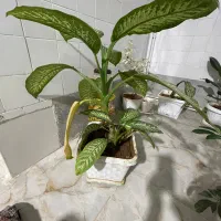 گلی|گل و گیاه طبیعی|قصرشیرین, |دیوار