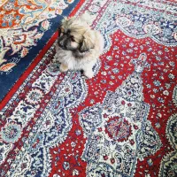 سگ پامر اشپیتز