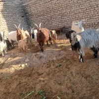 تعداد هفت راس بز|حیوانات مزرعه|هشتگرد, هشتگرد قدیم|دیوار