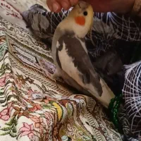 عروس هلندی