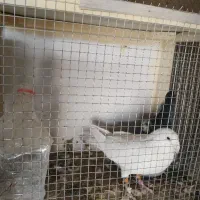 جفتکن کبوتر|لوازم جانبی حیوانات|آباده, |دیوار