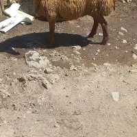 گوسفند پیر