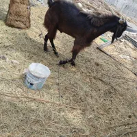 نری|حیوانات مزرعه|جیرفت, |دیوار