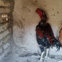 خروس لاری|حیوانات مزرعه|تهران, خاوران|دیوار
