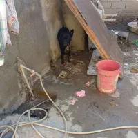 گرگی|سگ|گالیکش, |دیوار