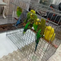 مرغ عشق تخم گذار