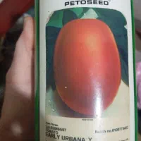 بذرگوجه