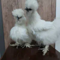 فروش مولد مرغ ابریشمی|حیوانات مزرعه|نسیم‌شهر, |دیوار