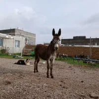 یک راس الاغ سوپا ماده خیلی آرام