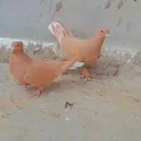 نرماده زرد دم سفید گوک