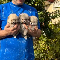 پامرانین خرسی عروسکی