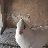 کفتر|پرنده|آران و بیدگل, |دیوار