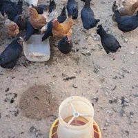 مجموعه پرورش طیور دیانی|حیوانات مزرعه|سیرجان, |دیوار