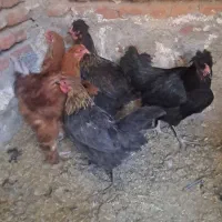 خروس محلی و فریح کاکلی
