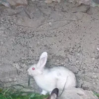 دوعدد نر سالم شش ماهه