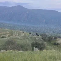 نیازمند چوپان کاربلد