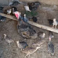 بوقلمون