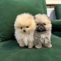 سگ پامر بوفیس، تیکاپ|سگ|تهران, شهرک مخابرات|دیوار