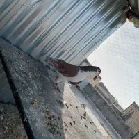 سیاه پشت|پرنده|نجفآباد, شیخ آباد|دیوار