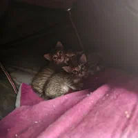 بچه گربه رایگانه رایگان|گربه|بشاریات, |دیوار