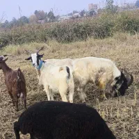 بز ابستن|حیوانات مزرعه|خان ببین, |دیوار