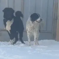 سک قهدرجانی