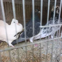 شازده پلاکی‌سفیدشیر