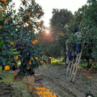 سورتینگ|استخدام خدمات فروشگاه و رستوران|کیاکلا, |دیوار