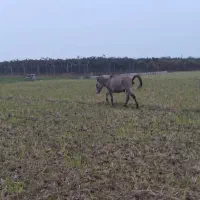 یک راس  قاطر