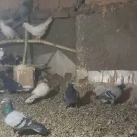 کبوتر تعداد ۴۶ تا یا ۲۳ جفت