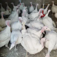 بوقلمون گوشتی کشتار