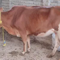 گاو قربانی (اوله)