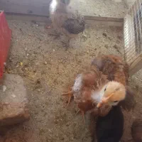 جوجه مرغ فروشی یک ماه دونی ۲۰۰