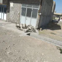 غاز خانگی
