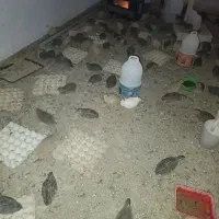 تعدادی بلدرچین