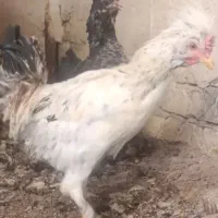 خروس محلی|حیوانات مزرعه|شیراز, دروازه قران|دیوار