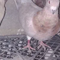 کبوتر سرور