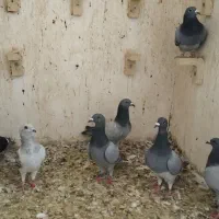 کفتر پلاکی|پرنده|شیراز, کرونی(خاتونک)|دیوار