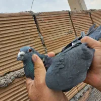 کبوتر دورگ پلاکی و رنگی|پرنده|اندیمشک, |دیوار