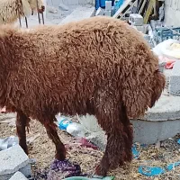 بره تا چاق
