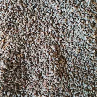 پخش کشمش ملکان|خوردنی و آشامیدنی|تبریز, |دیوار