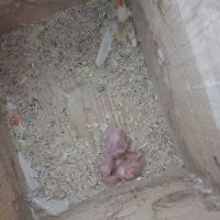 طوطی برزیلی|پرنده|رشت, سلیمانداراب|دیوار