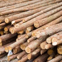 خریدار چوب قطع درخت هرس کاری در محل